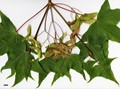 SpeciesSub: subsp. macropterum SpeciesSub: subsp. macropterum